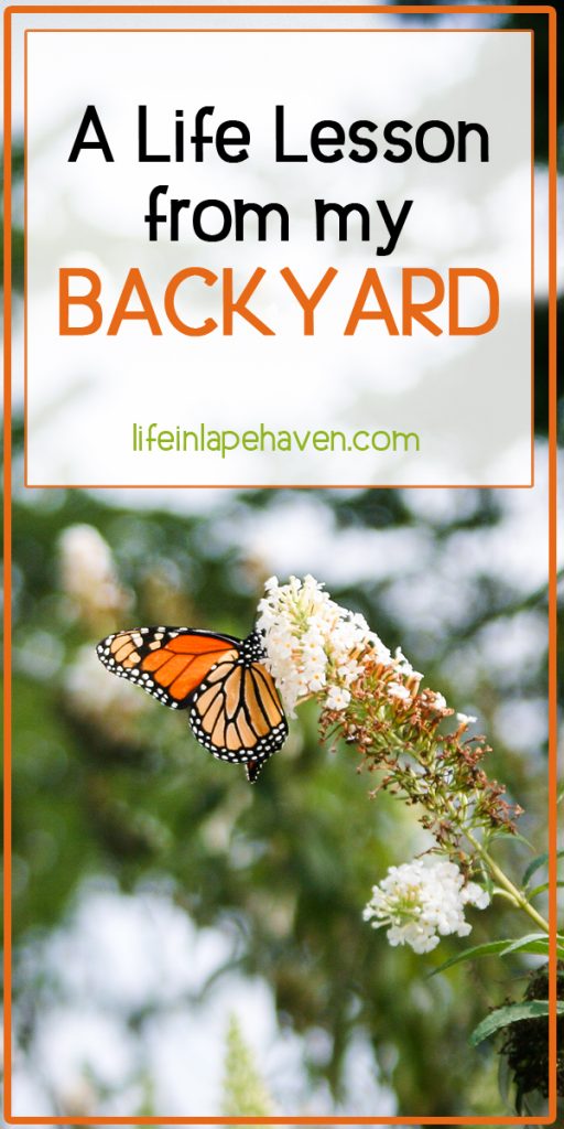 Life in Lape Haven: A Life Lesson from My Backyard - After a harsh winter, we had dead plants that needed to go, only I didn't want to get rid of them, even though they were dead and fruitless.