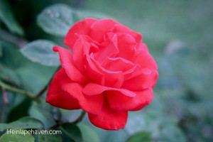 Life in Lape Haven: A Life Lesson from My Backyard - Rose growing below kitchen window