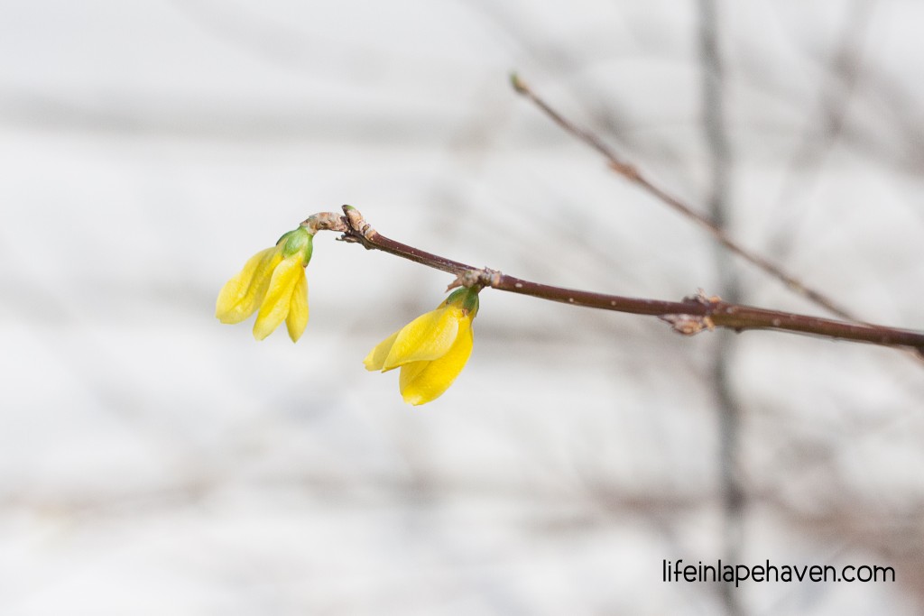 Life in Lape Haven: The Hope of Spring. From azaleas in Georgia to forsythia in Ohio, the arrival of spring is always a time of hope, joy, and new life.