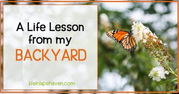Life in Lape Haven: A Life Lesson from My Backyard - After a harsh winter, we had dead plants that needed to go, only I didn't want to get rid of them, even though they were dead and fruitless.