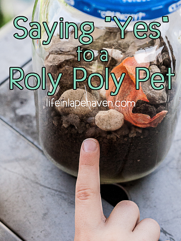 Life in Lape Haven: Saying Yes to a Roly Poly Pet - Pointing to the bugs