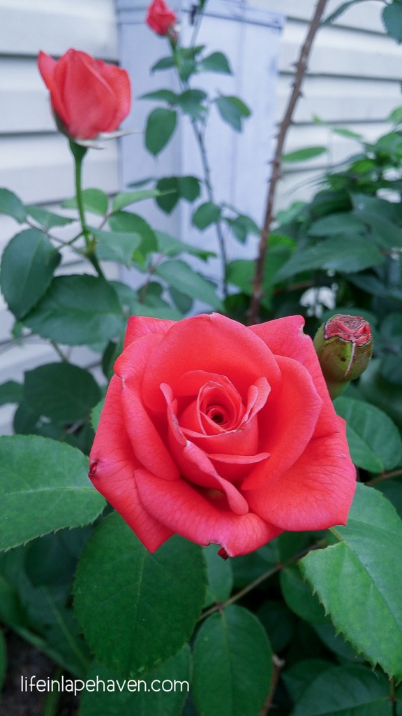 Life in Lape Haven: A Life Lesson from My Backyard - New rose blossoms