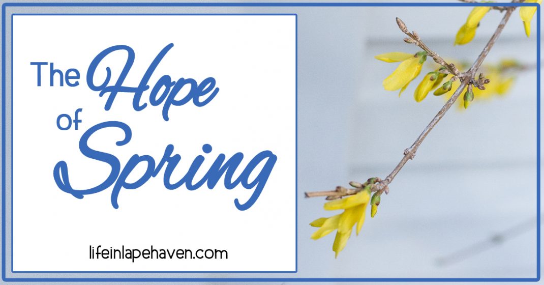 Life in Lape Haven: The Hope of Spring. From azaleas in Georgia to forsythia in Ohio, the arrival of spring is always a time of hope, joy, and new life.