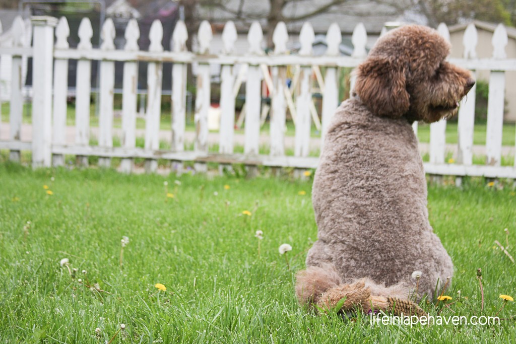 Life in Lape Haven: Walking Closely: How Doggie-Doo & My 3-Yr-Old Point to God. Walking a child through a yard littered with dog leavings is tricky, especially when your child won't stay close.