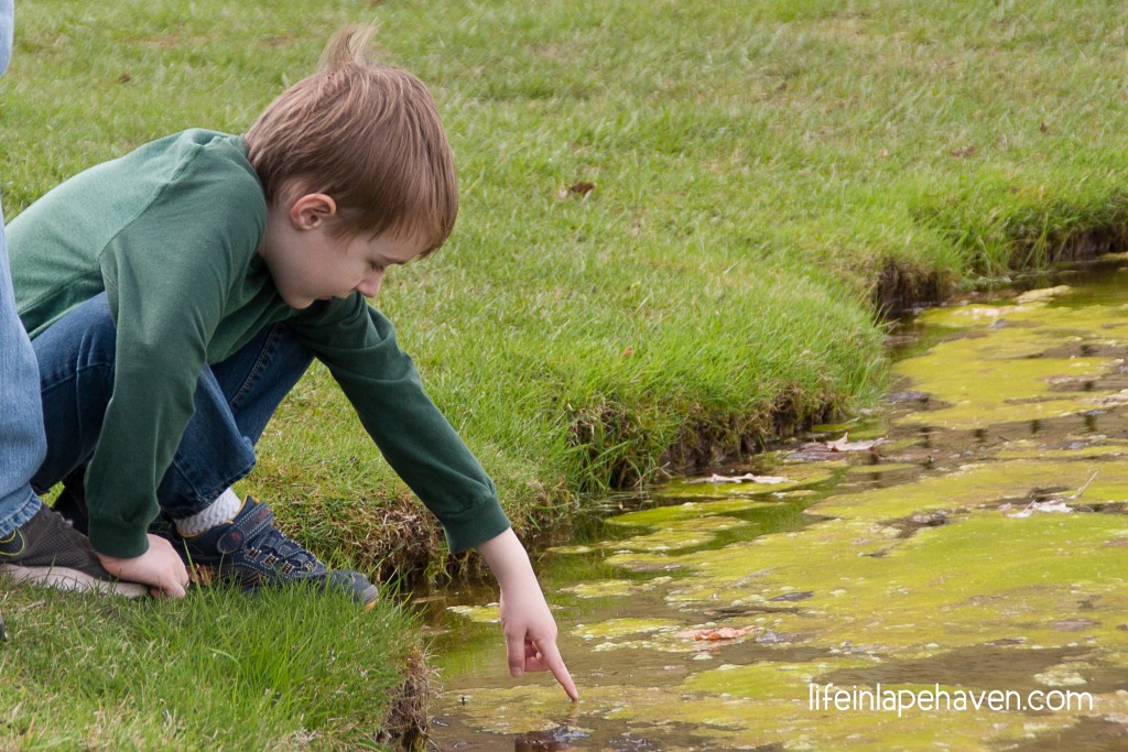 Life in Lape Haven: The Happy Talent of Play. We need to encourage our children to develop their talent for play and make sure that our own skills in that area stay sharp, too.