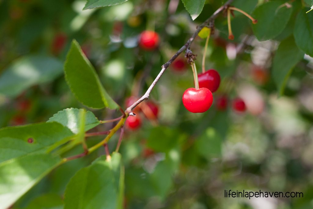 Life in Lape Haven: Tried It Tuesday: Yummy Cherry Cream Cheese Bars, These tasty little treats layer dough with a homemade cherry pie filling, cream cheese, and a sweet glaze. Great way to use fresh cherries!